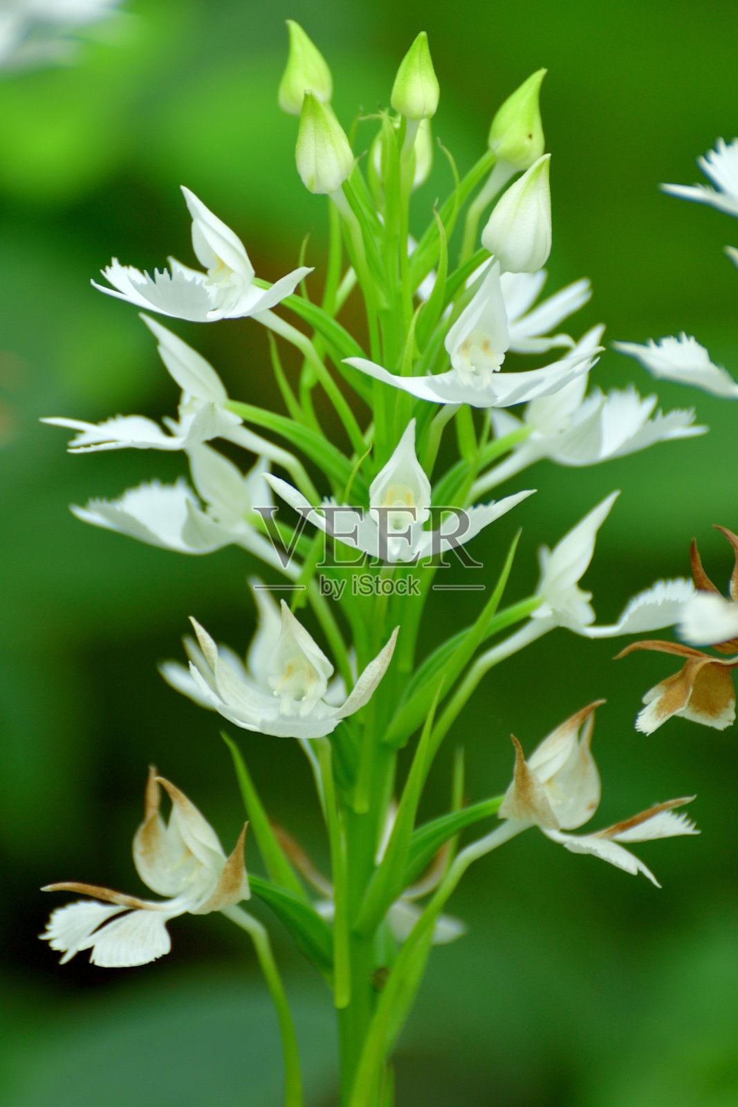 白色开花植物特写照片摄影图片