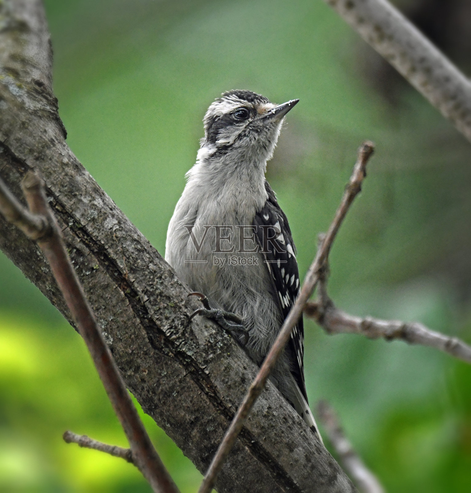 在树枝上的雌性绒毛啄木鸟照片摄影图片