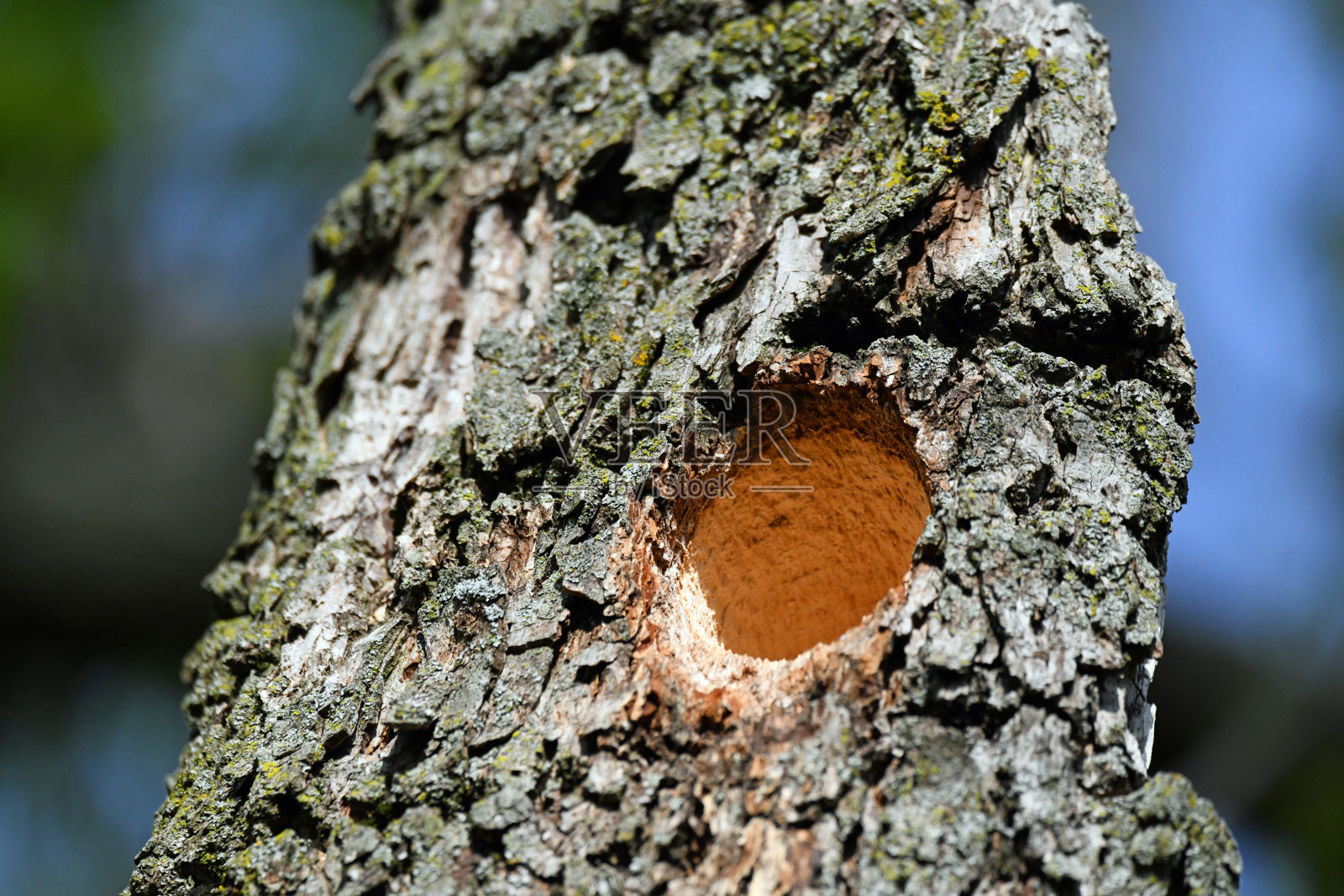 山核桃树上红腹啄木鸟的巢洞照片摄影图片