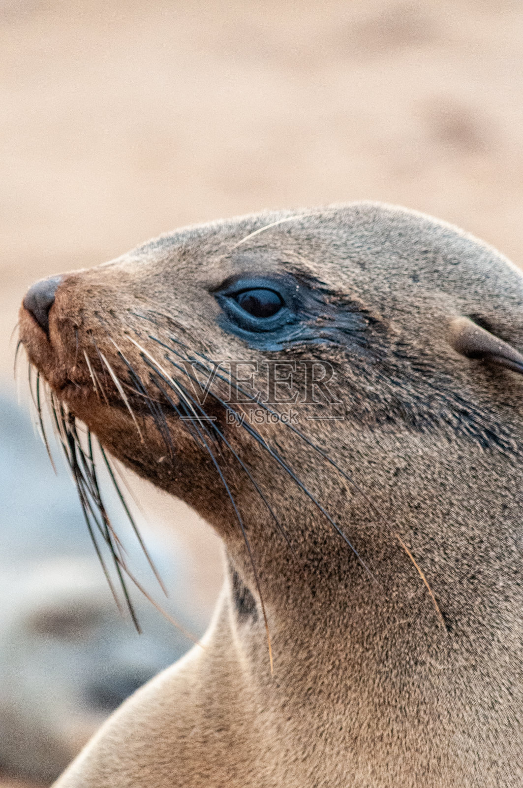 骷髅海岸的海豹群照片摄影图片