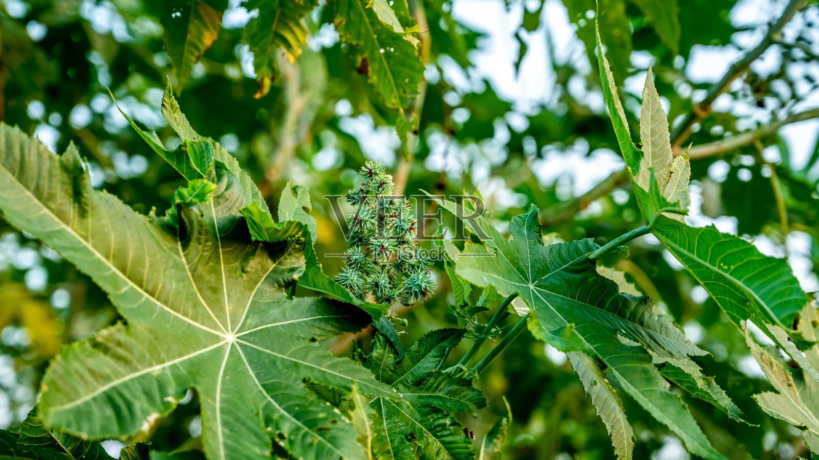 萝藦照片摄影图片