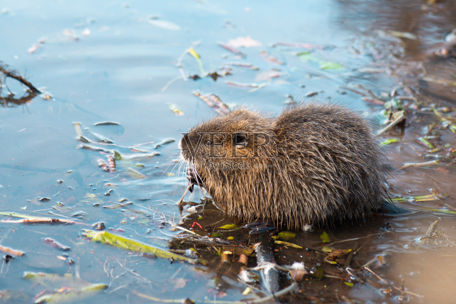 海狸鼠,河狸鼠,食草,半水生啮齿类动物,肌科的成员,在河床,幼小动物,栖息湿地,河鼠照片摄影图片