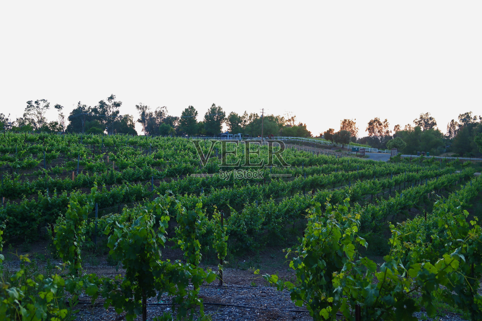 位于加州蒂梅丘拉的葡萄园照片摄影图片