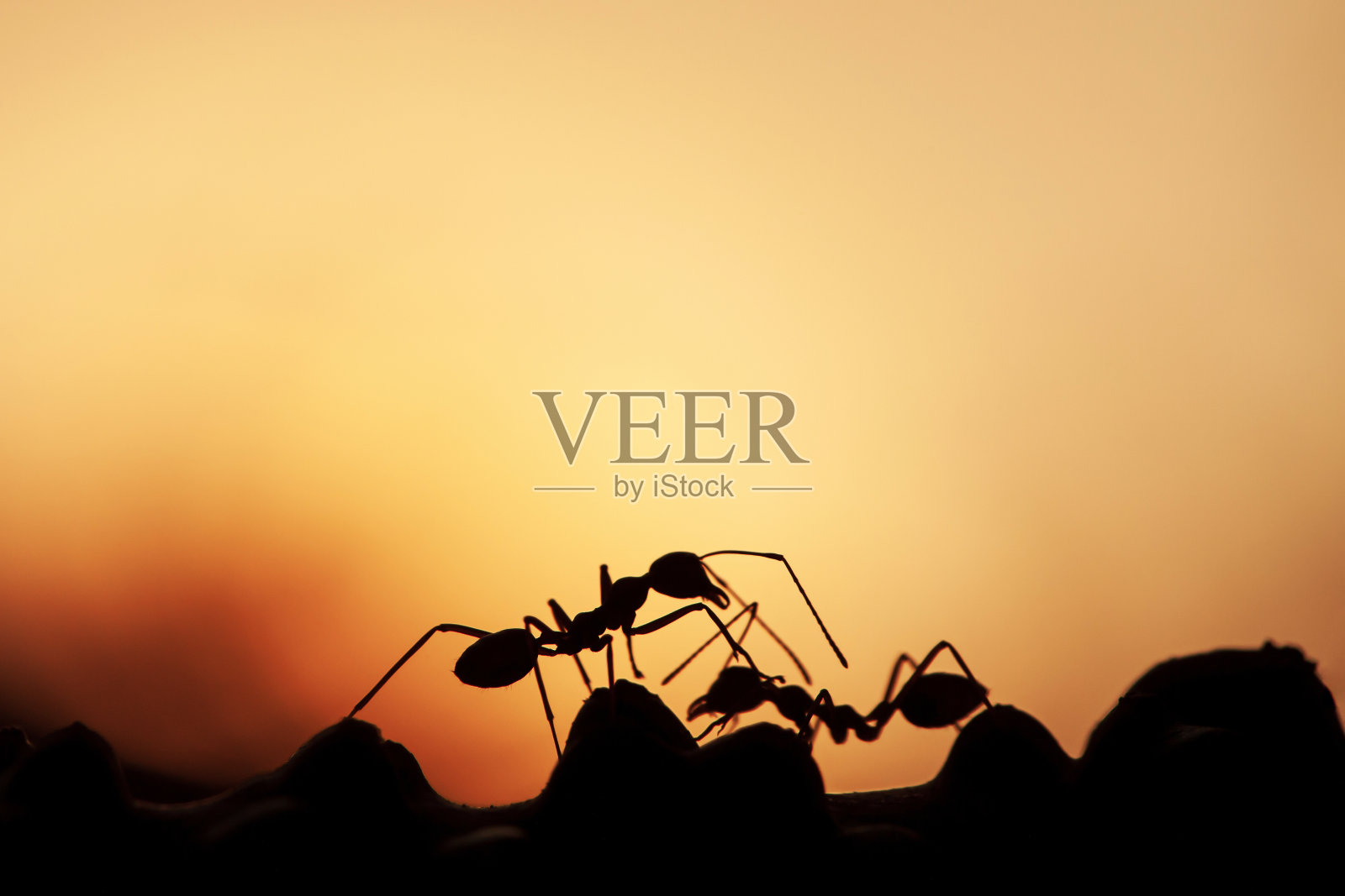 两只绿色的蚂蚁在夕阳下的藤蔓上行走。照片摄影图片