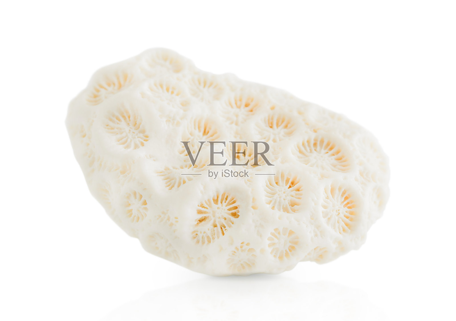 海珊瑚孤立照片摄影图片