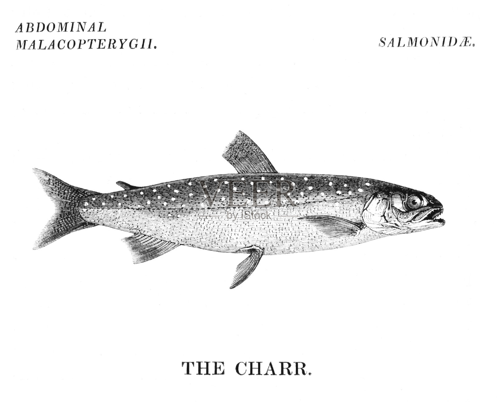 嘉鱼鱼插画图片素材