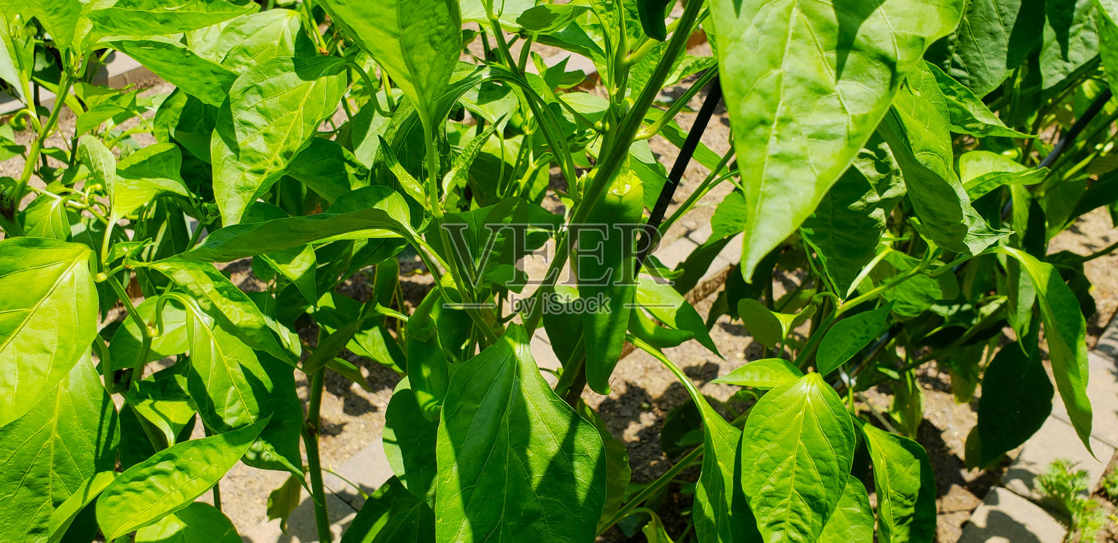 绿辣椒照片摄影图片