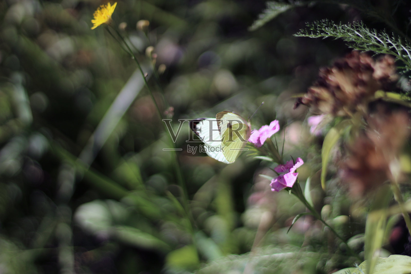阳光明媚的夏日,一只轻盈的蝴蝶在花园里的粉红色康乃馨上喝花蜜照片摄影图片
