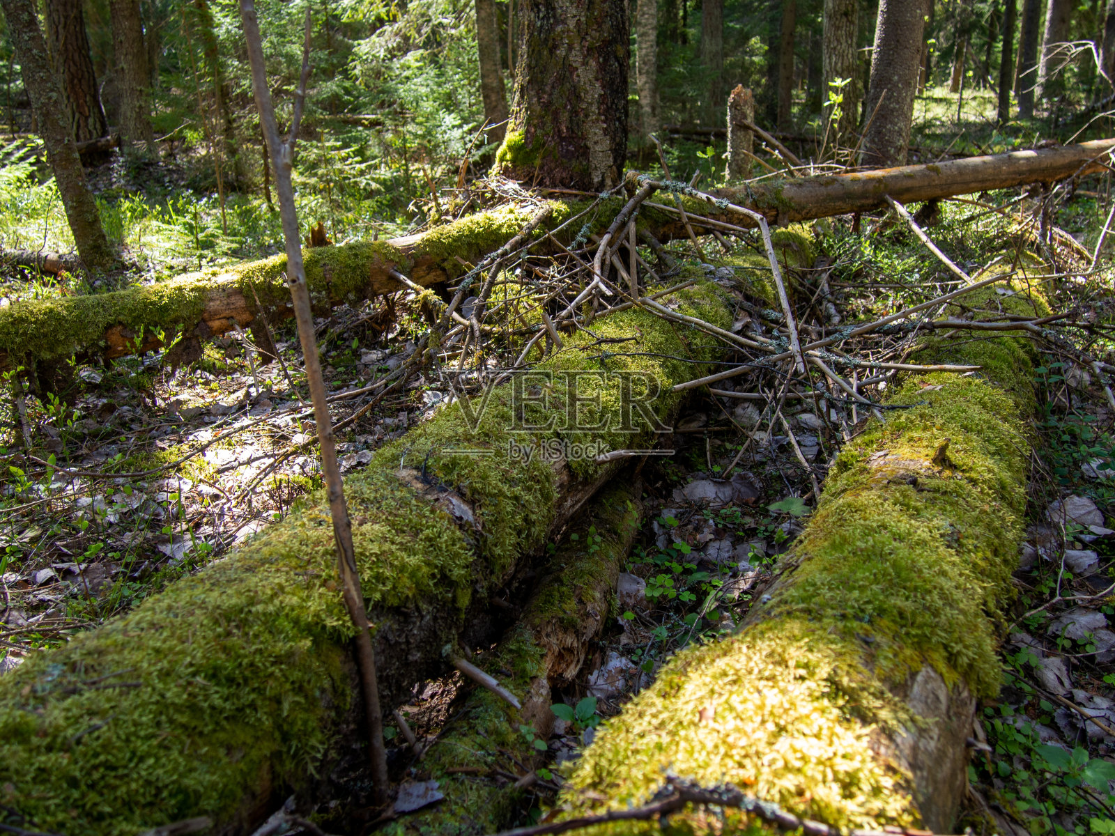 神奇的童话森林。覆盖着绿色苔藓的针叶林。神秘的气氛。照片摄影图片
