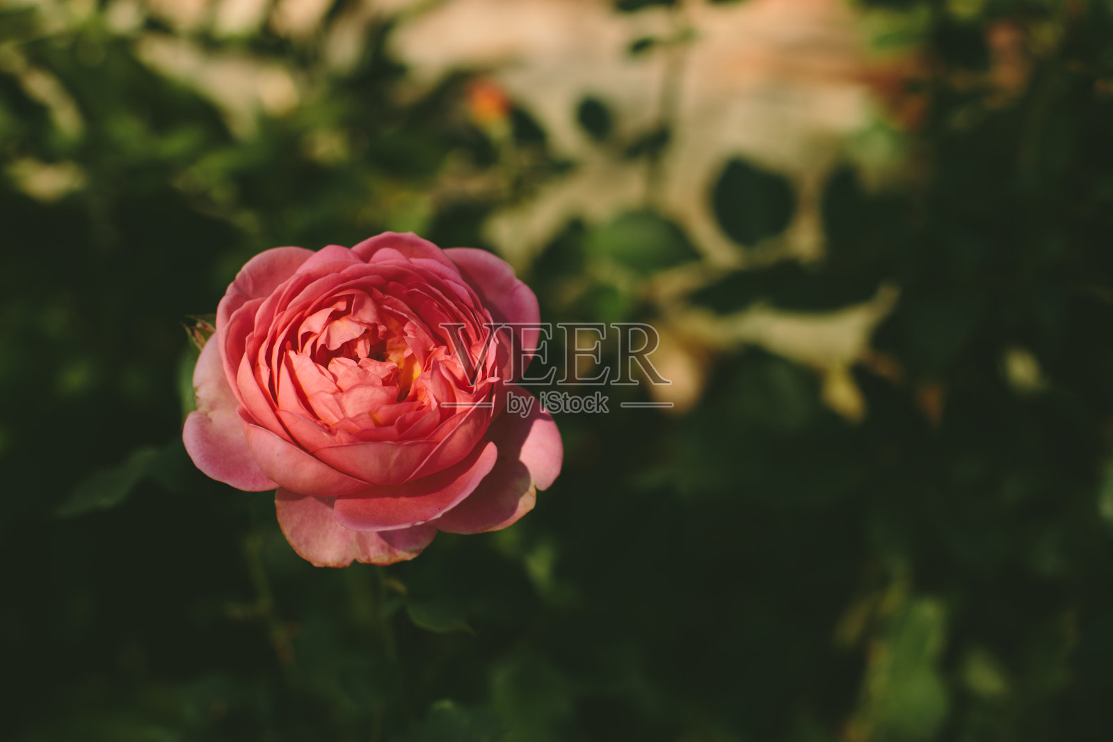 鲑鱼色的英国玫瑰在黑暗的叶子背景与复制空间照片摄影图片