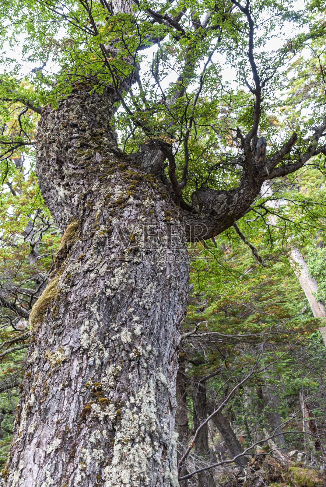假山毛榉树照片摄影图片