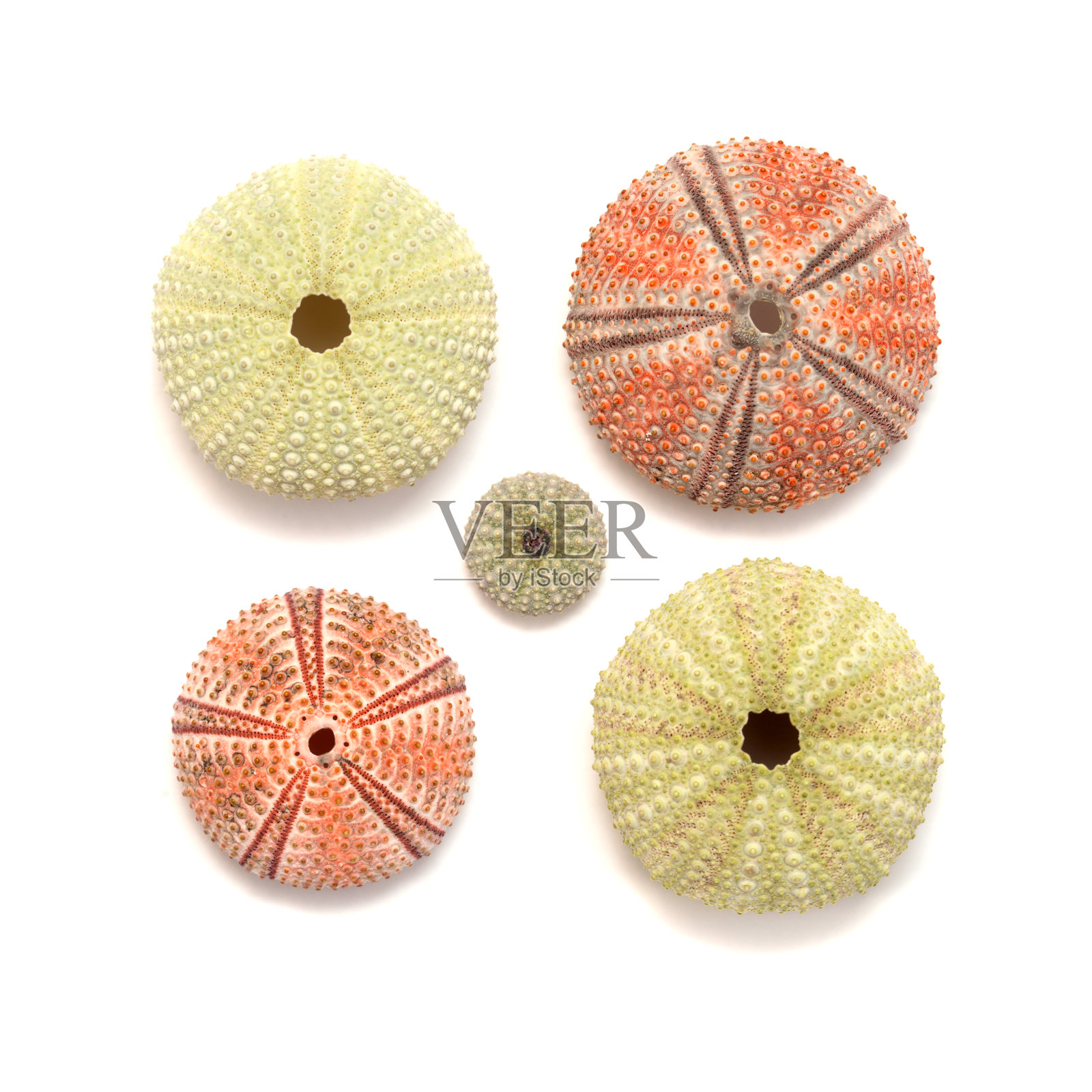 大加那利岛附近大西洋的动物群-副栉水母海胆的骨骼照片摄影图片