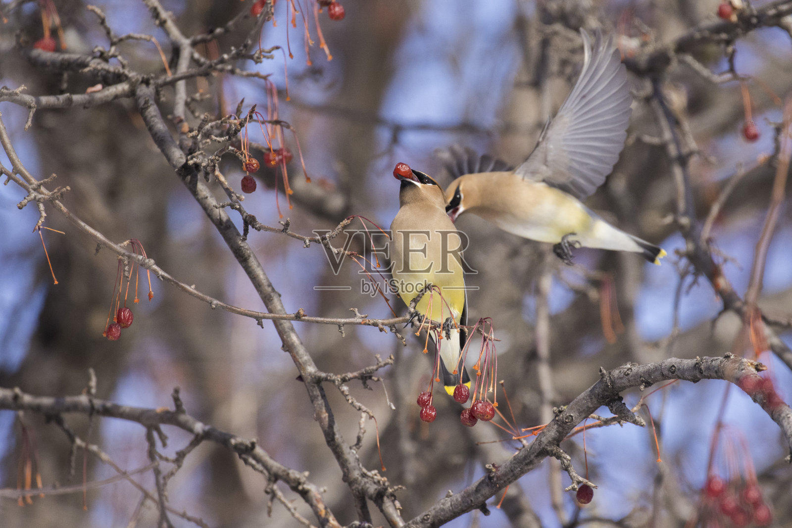 加拿大冬天的蜡翅鸟照片摄影图片
