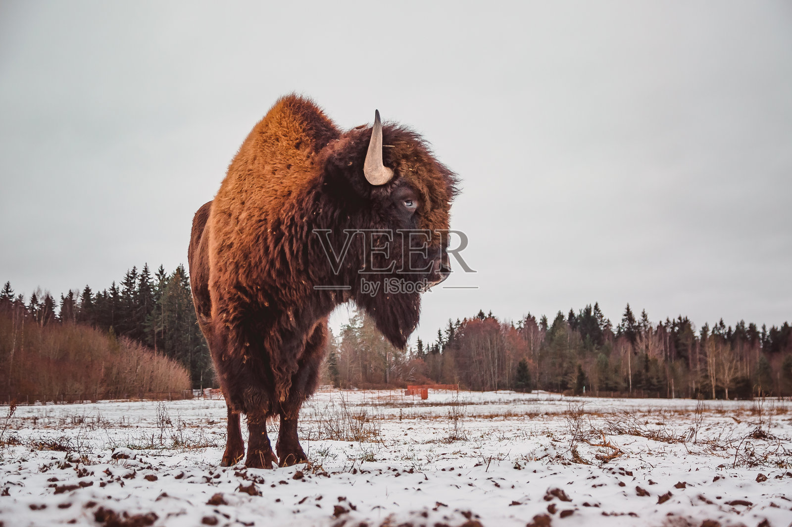一头野牛在雪地里与天空相映衬的自由空间照片摄影图片
