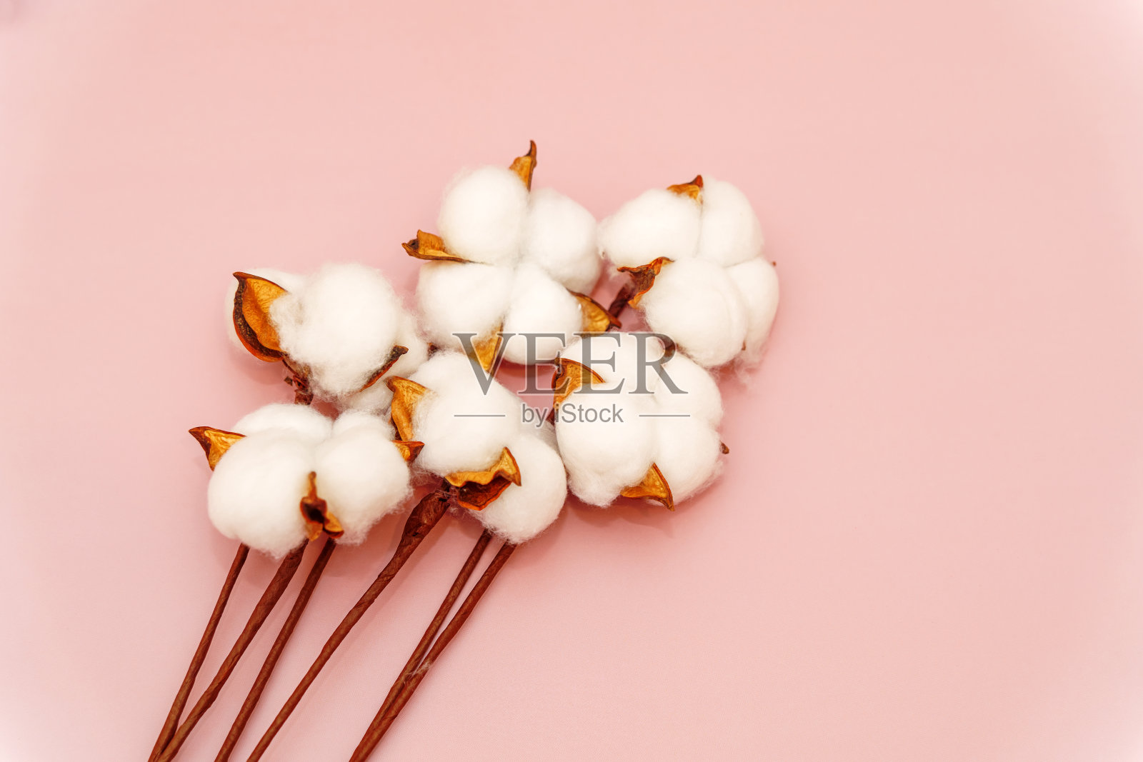 白色的棉花花在浅粉红色的背景上照片摄影图片