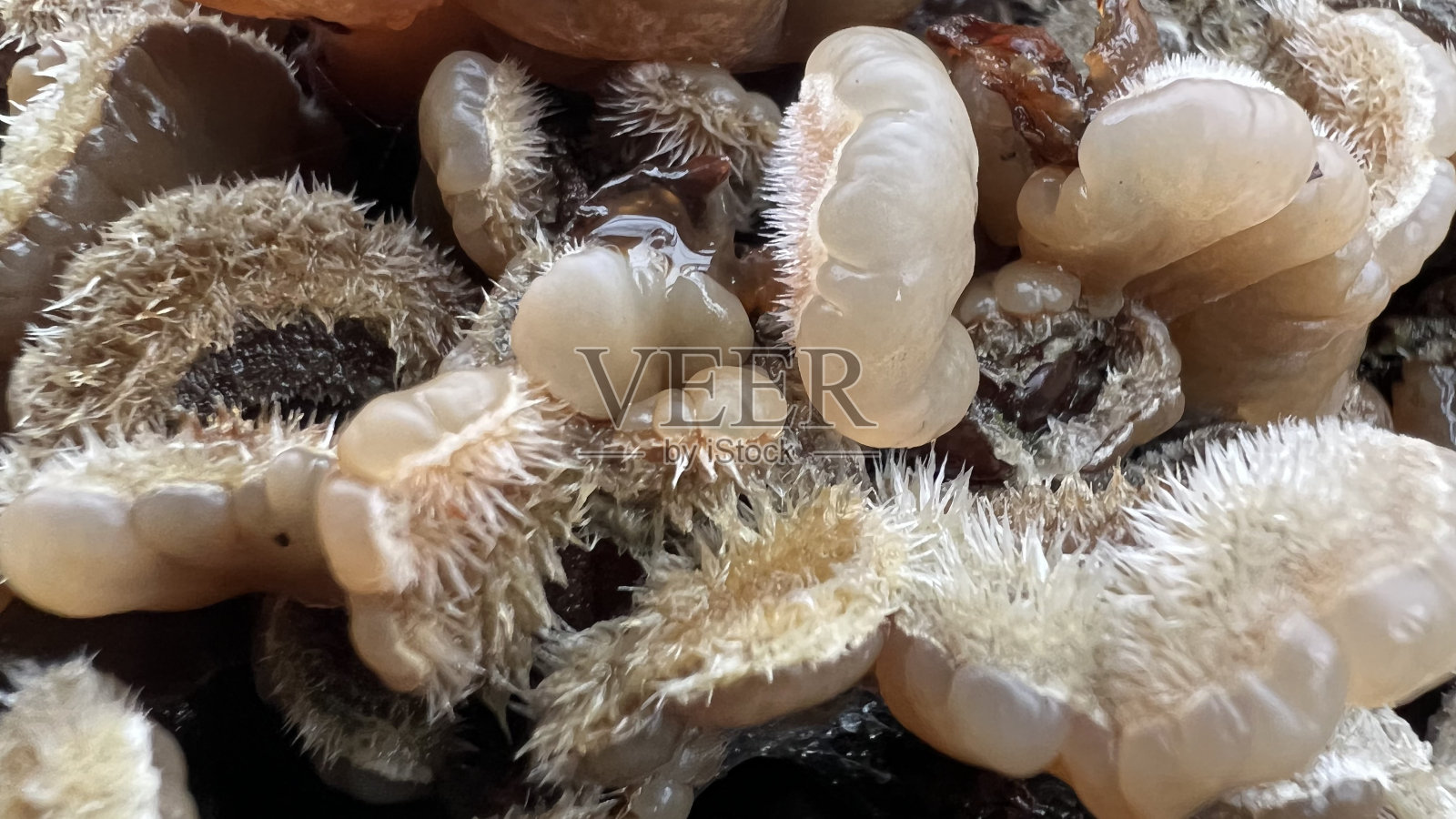 树桩上支架真菌照片摄影图片