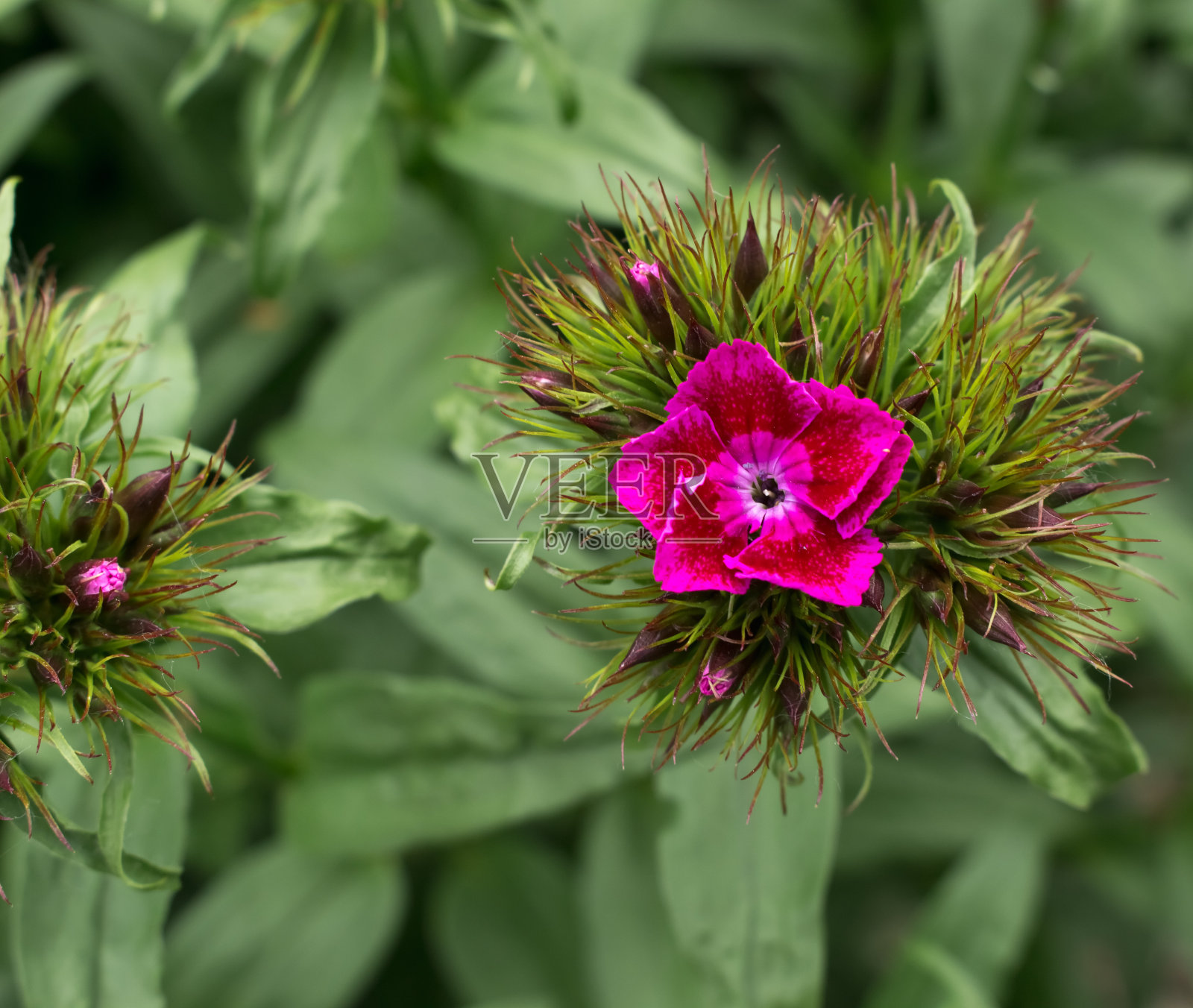 康乃馨照片摄影图片