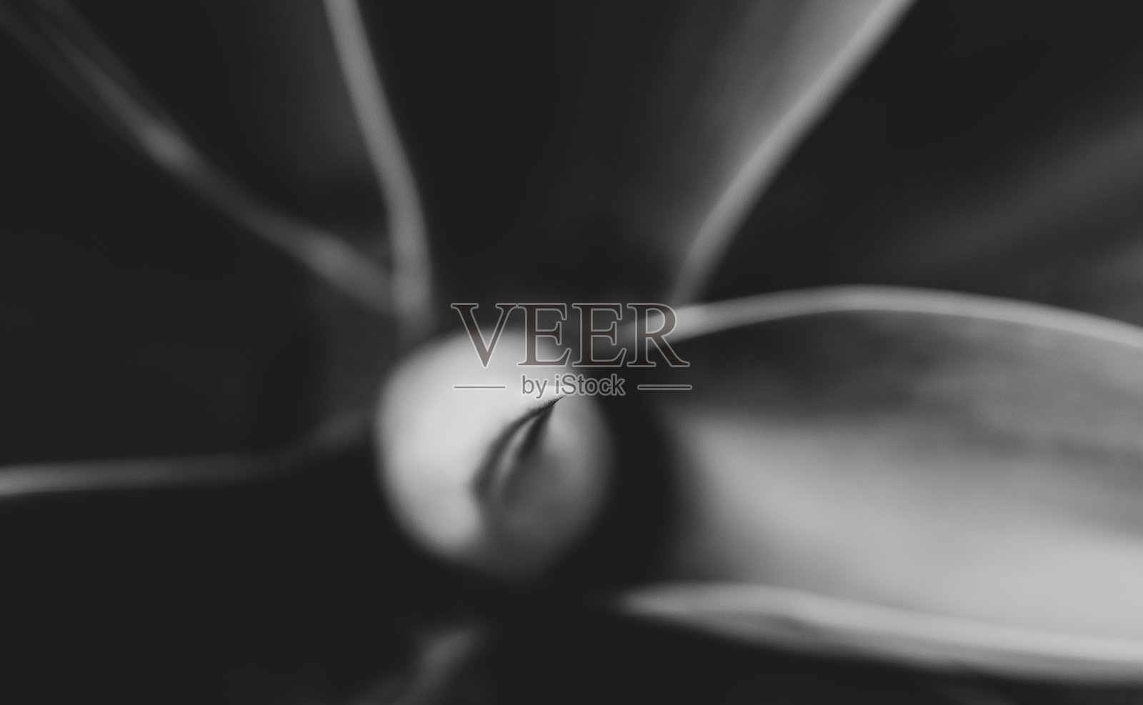 宏观的狐尾植物,龙舌兰,线条和纹理。照片摄影图片