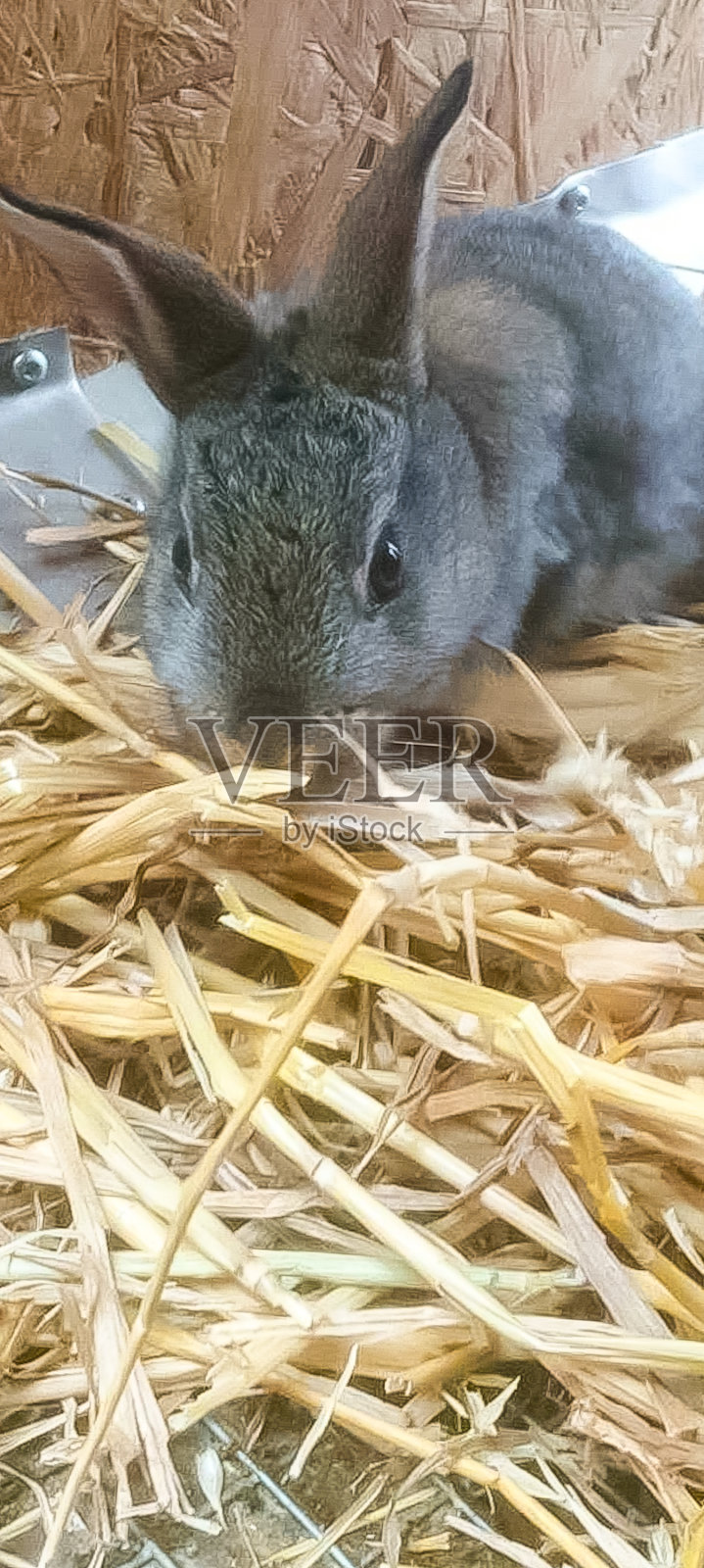 动物——兔子照片摄影图片