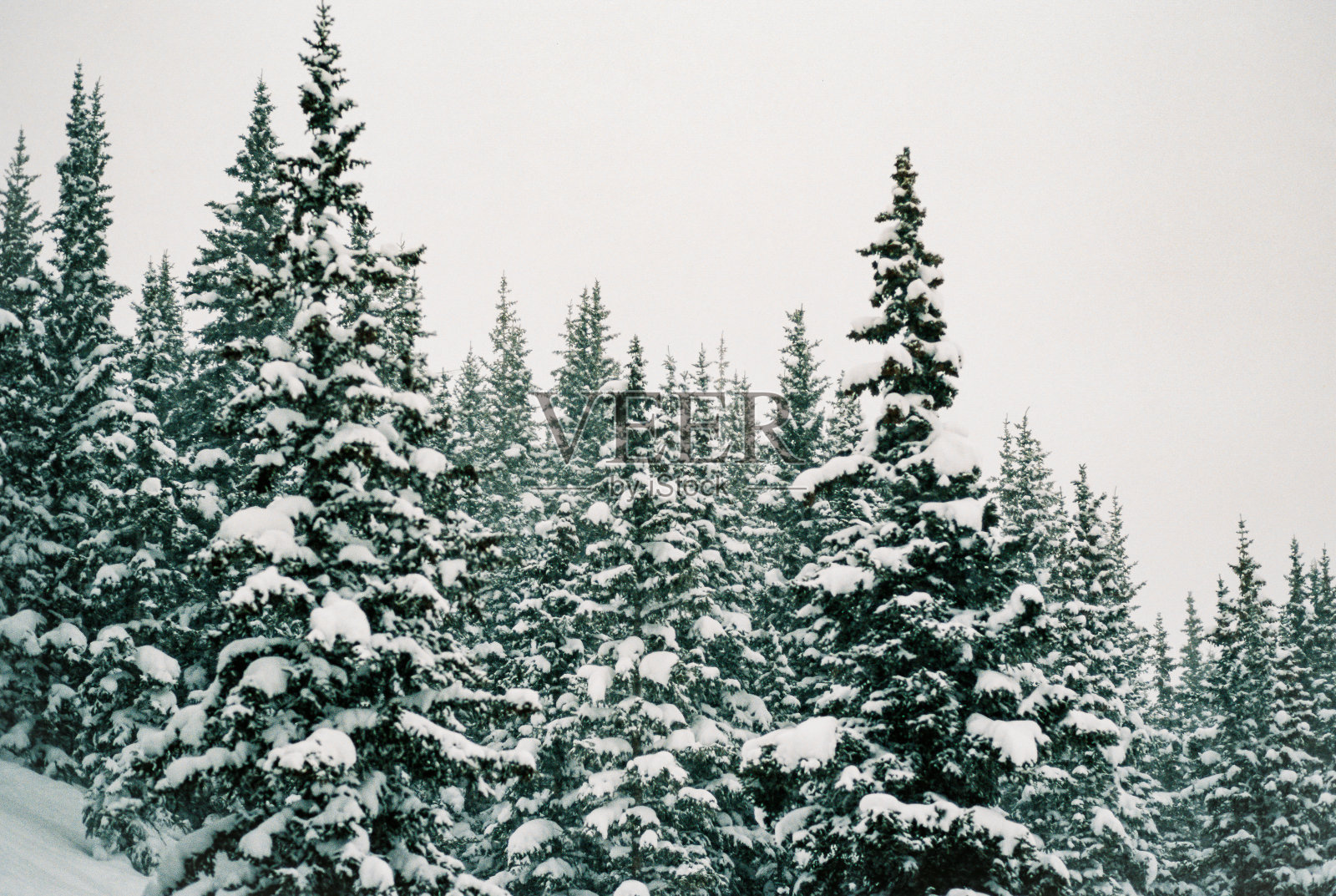 科罗拉多州被雪覆盖的松树林照片摄影图片