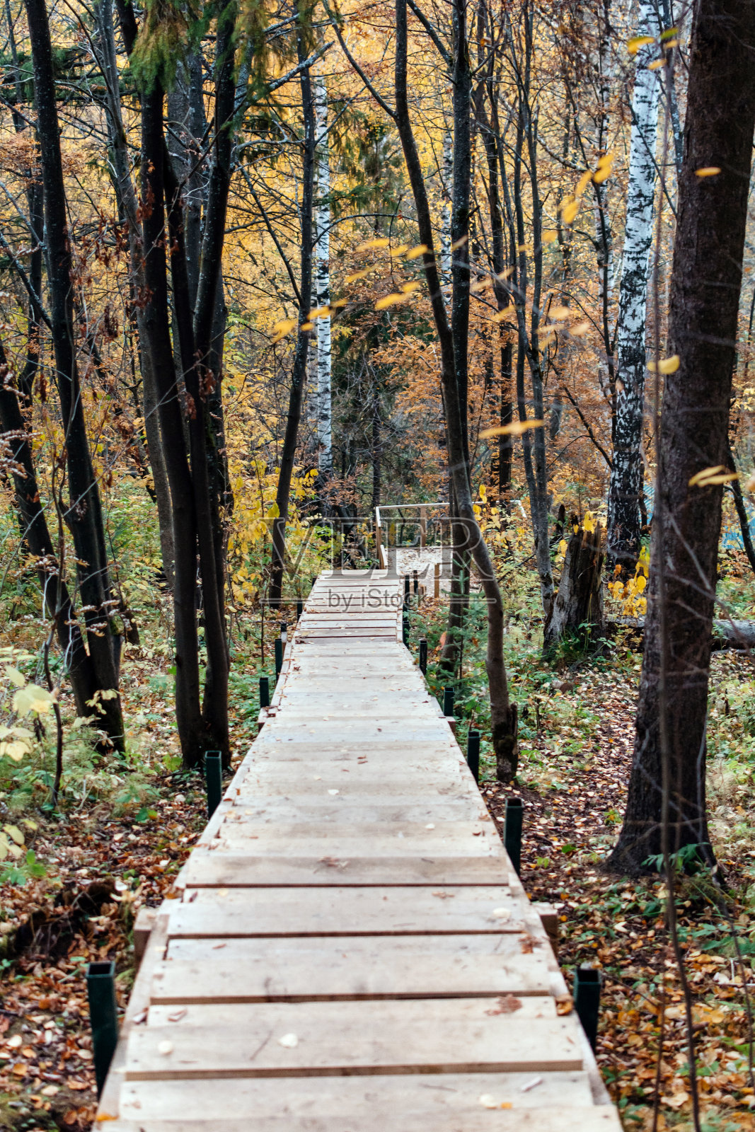 木楼梯在秋天的森林里照片摄影图片