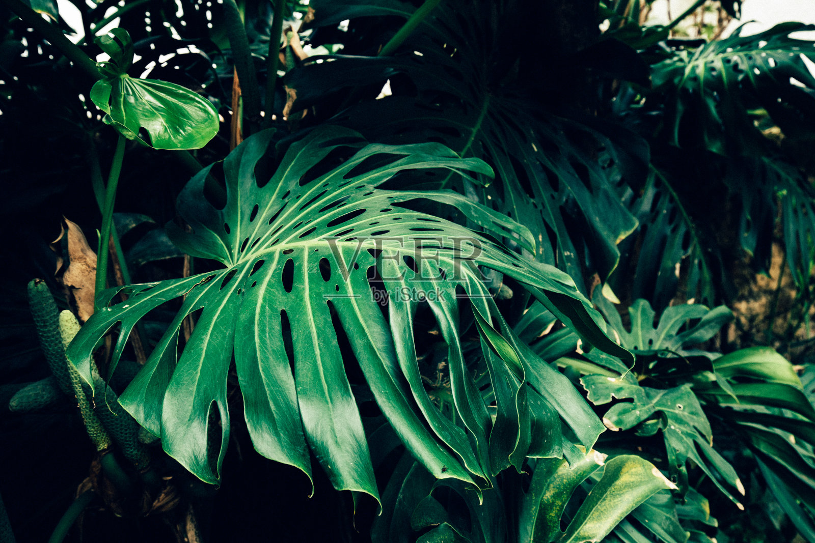 蓬莱蕉delicosa树叶。热带外来的自然背景照片摄影图片