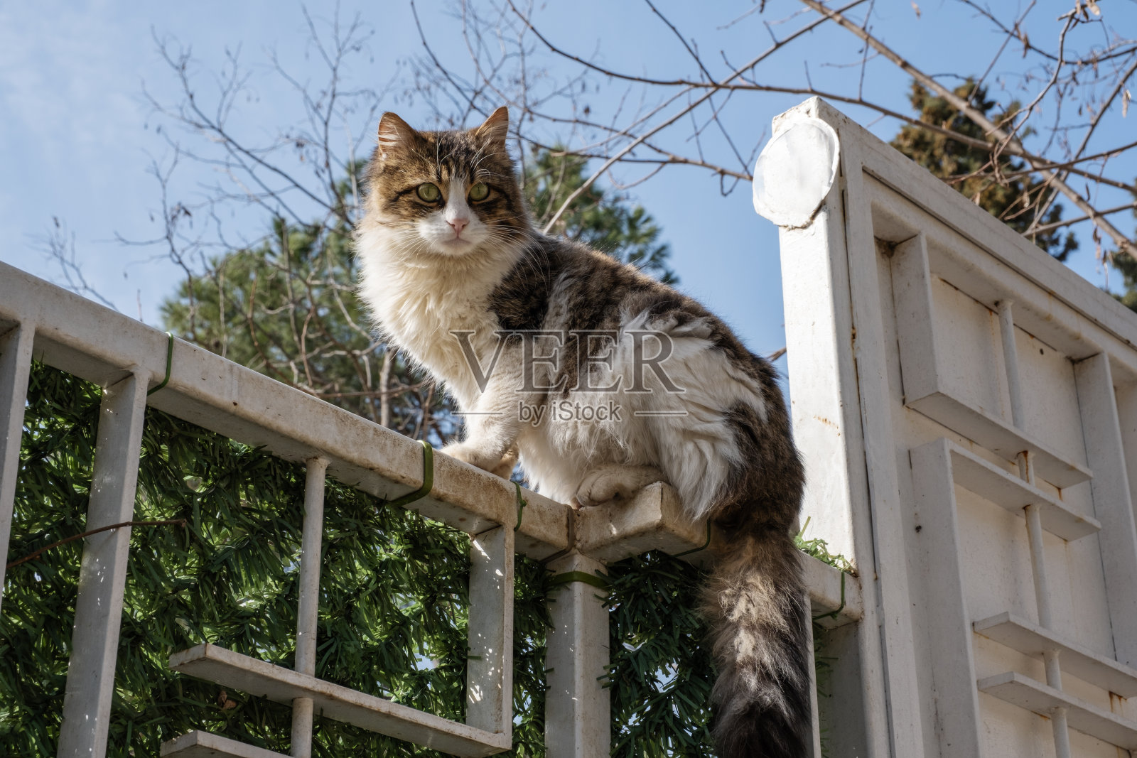 街猫。无家可归的动物。照片摄影图片