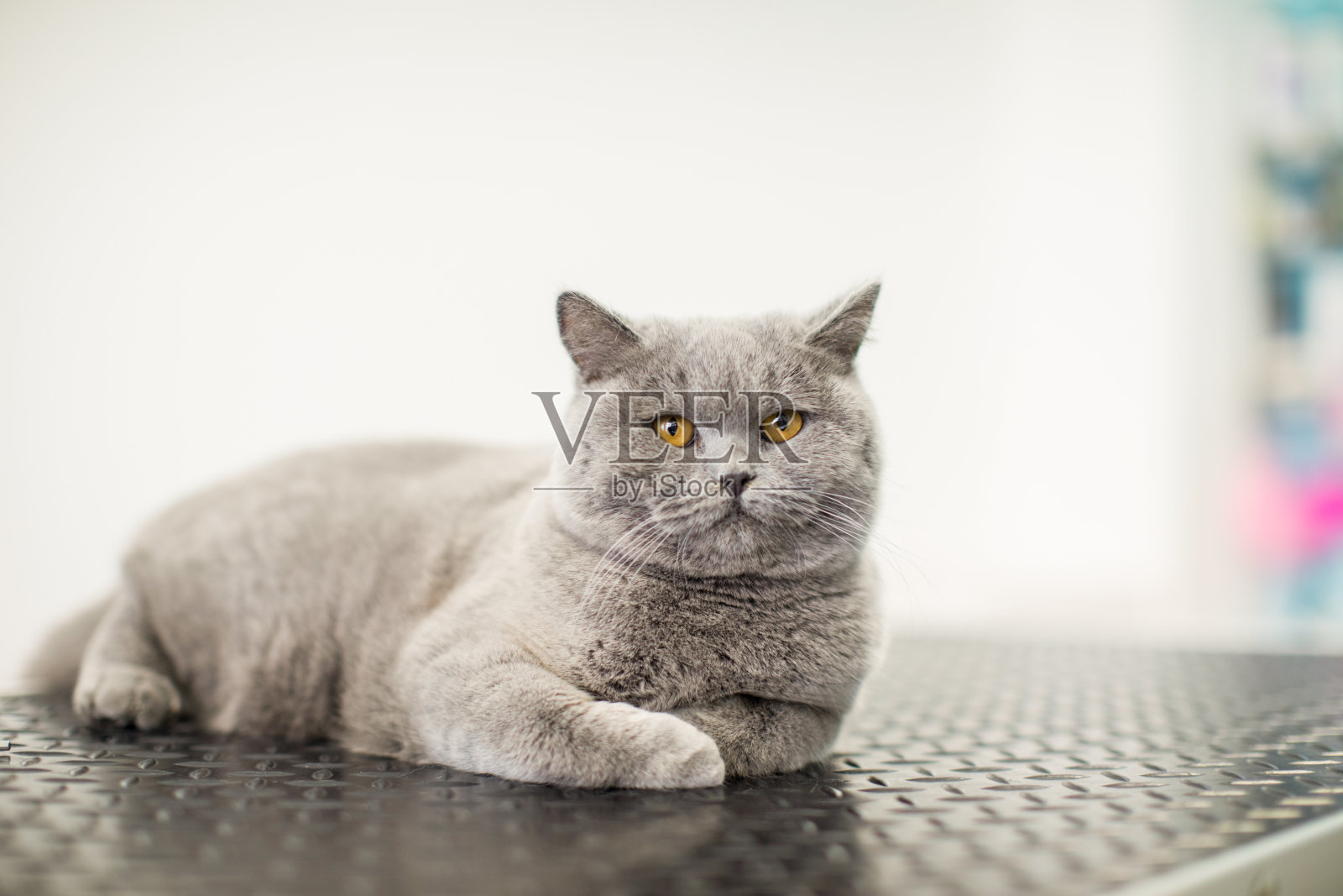 英国短毛猫在宠物美容沙龙的检查台上照片摄影图片