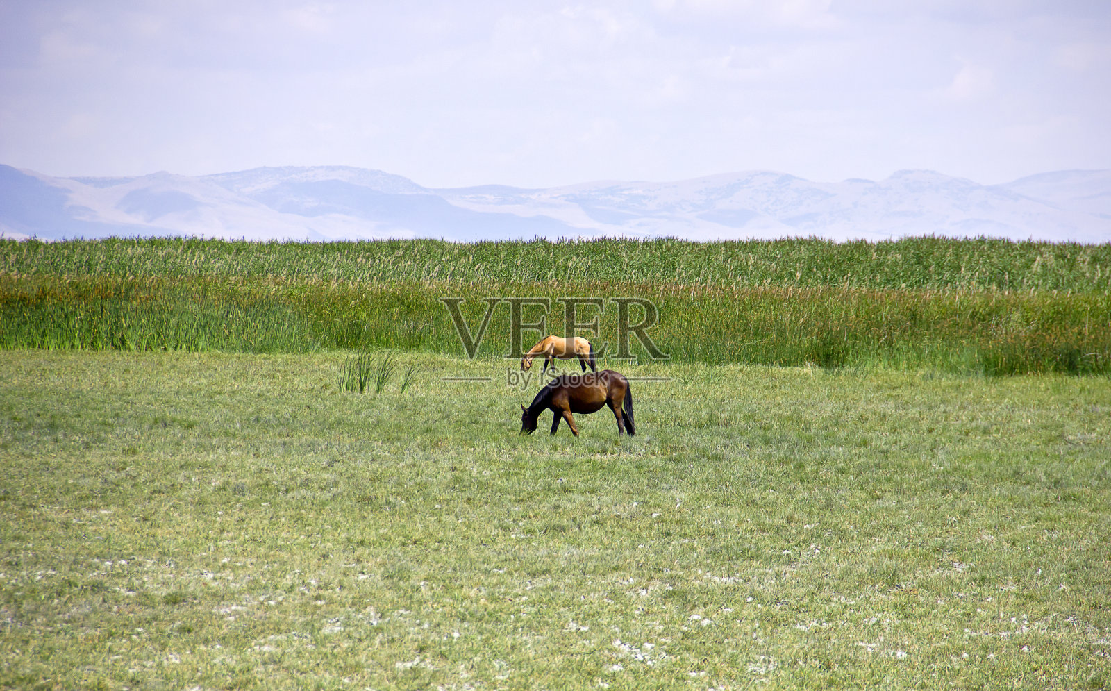 湿地芦苇的景色。苏丹萨兹利吉在开塞里报道照片摄影图片
