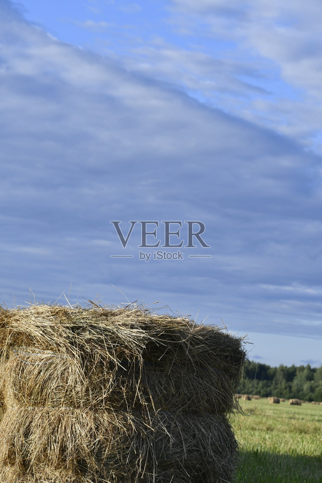 制干草。割草地。夏天的一天。照片摄影图片