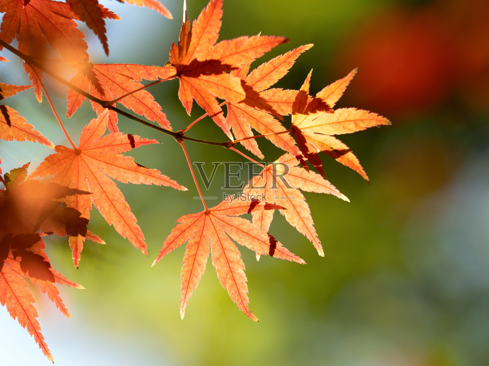 枫叶变红了照片摄影图片