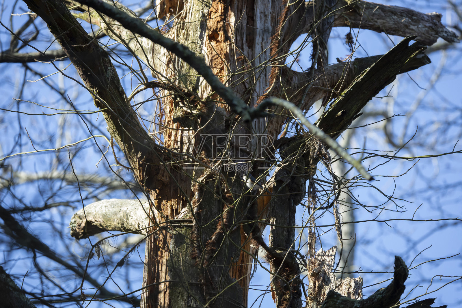 簇绒山雀觅食照片摄影图片