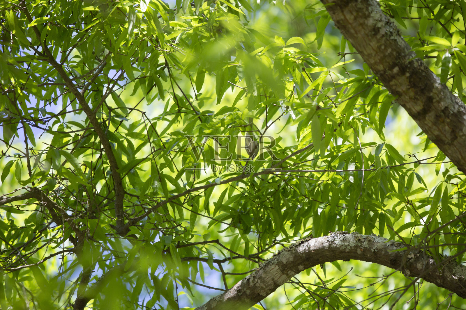 树枝上的麻雀照片摄影图片