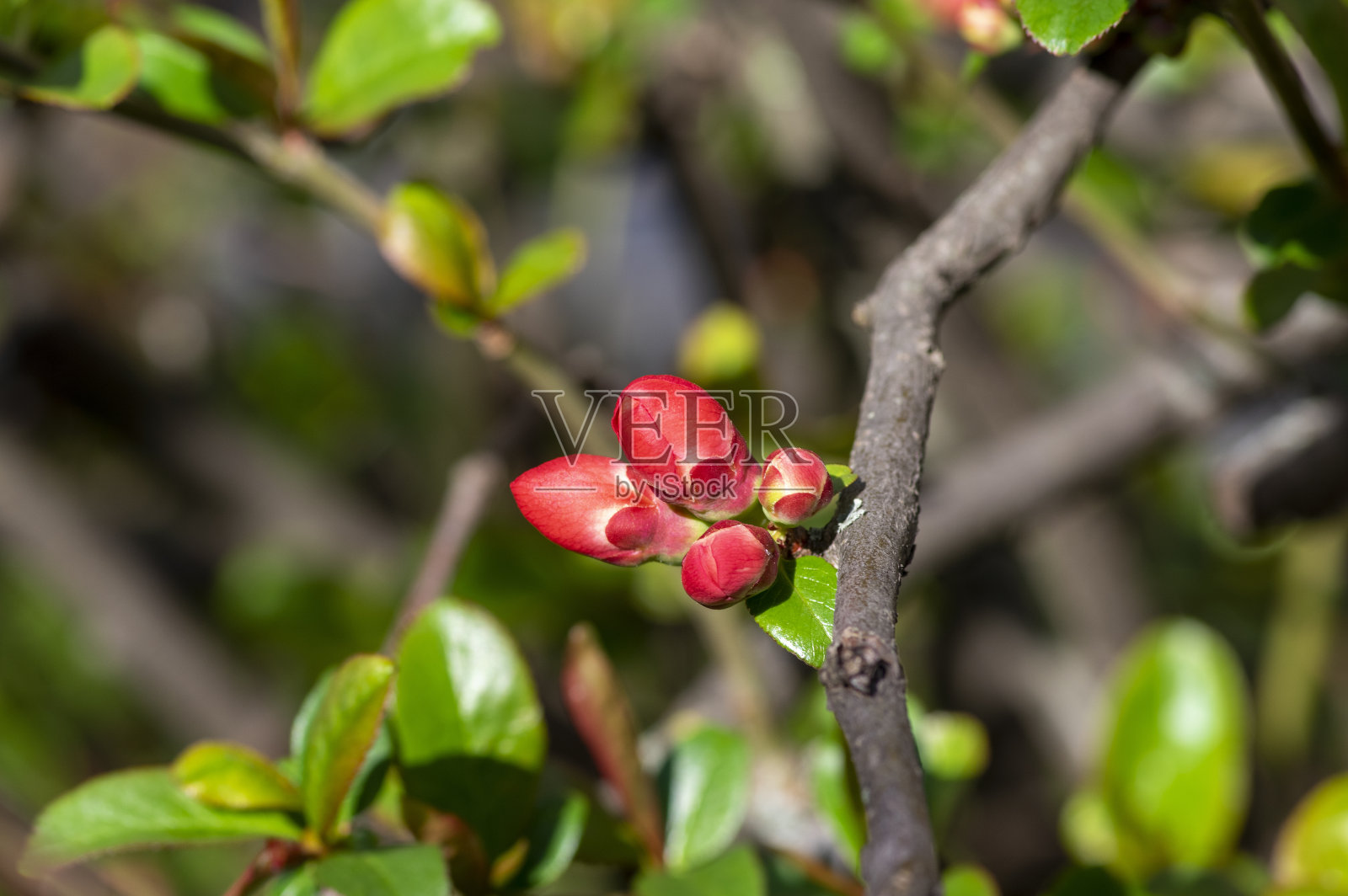 木瓜是开花灌木,美丽的粉红色花朵在春天的树枝上绽放照片摄影图片