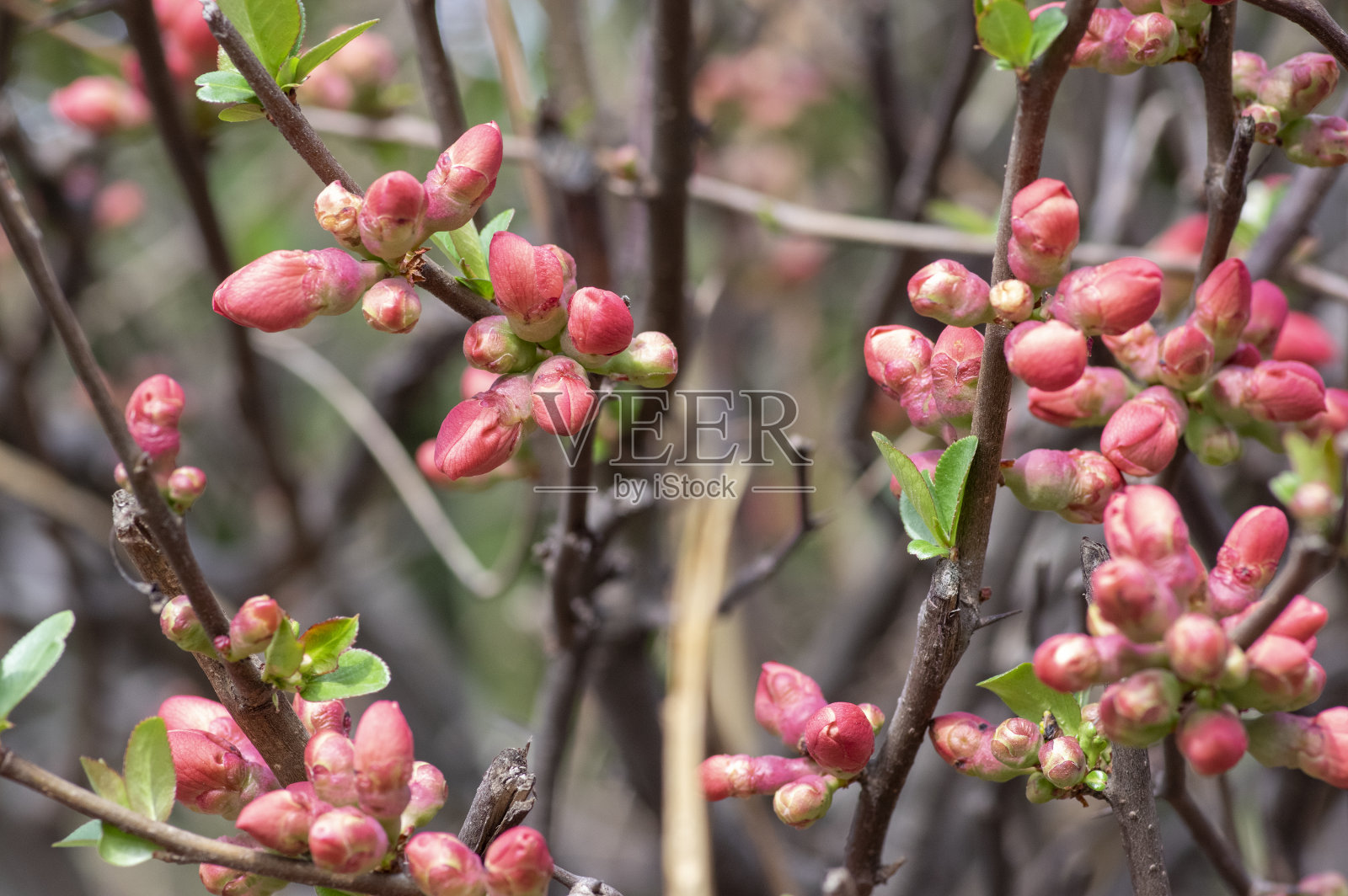 木瓜是开花灌木,美丽的粉红色花朵在春天的树枝上绽放照片摄影图片