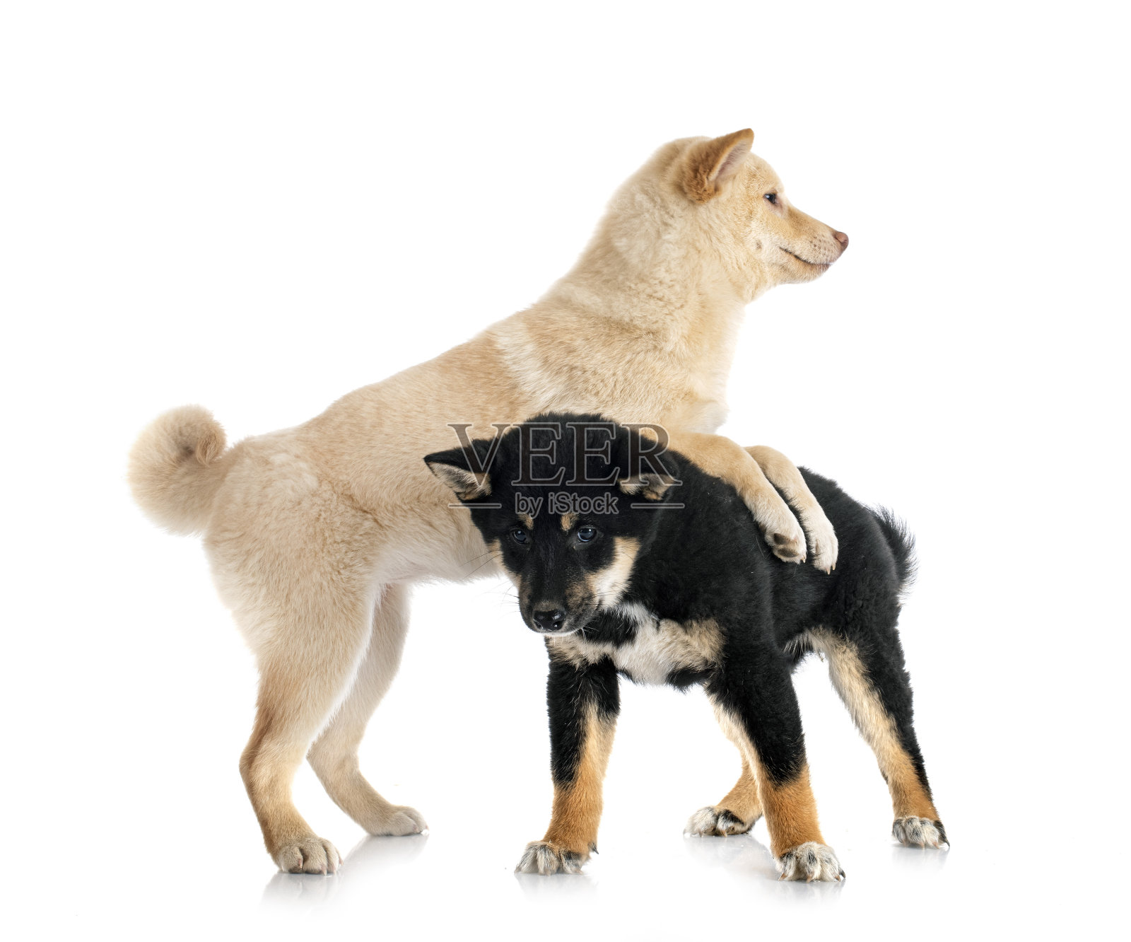 舞蹈演员照片摄影图片