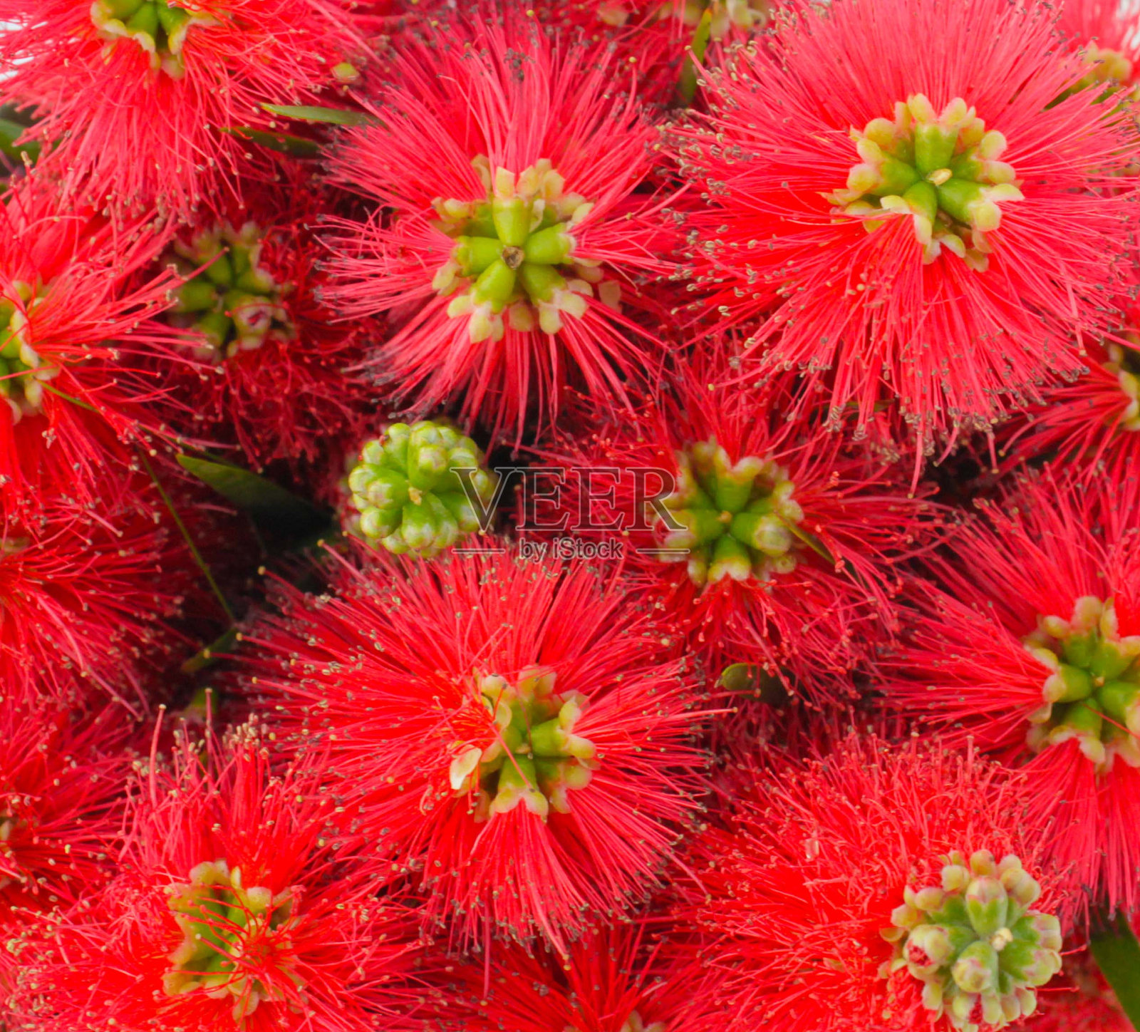 鲜艳的红花,绿叶和树枝照片摄影图片