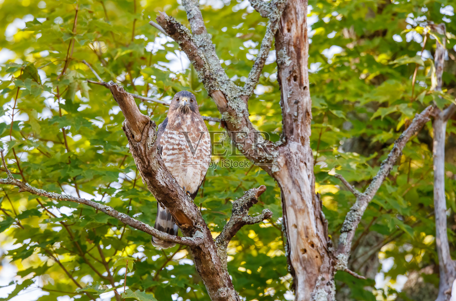 库珀的鹰停在树枝上照片摄影图片