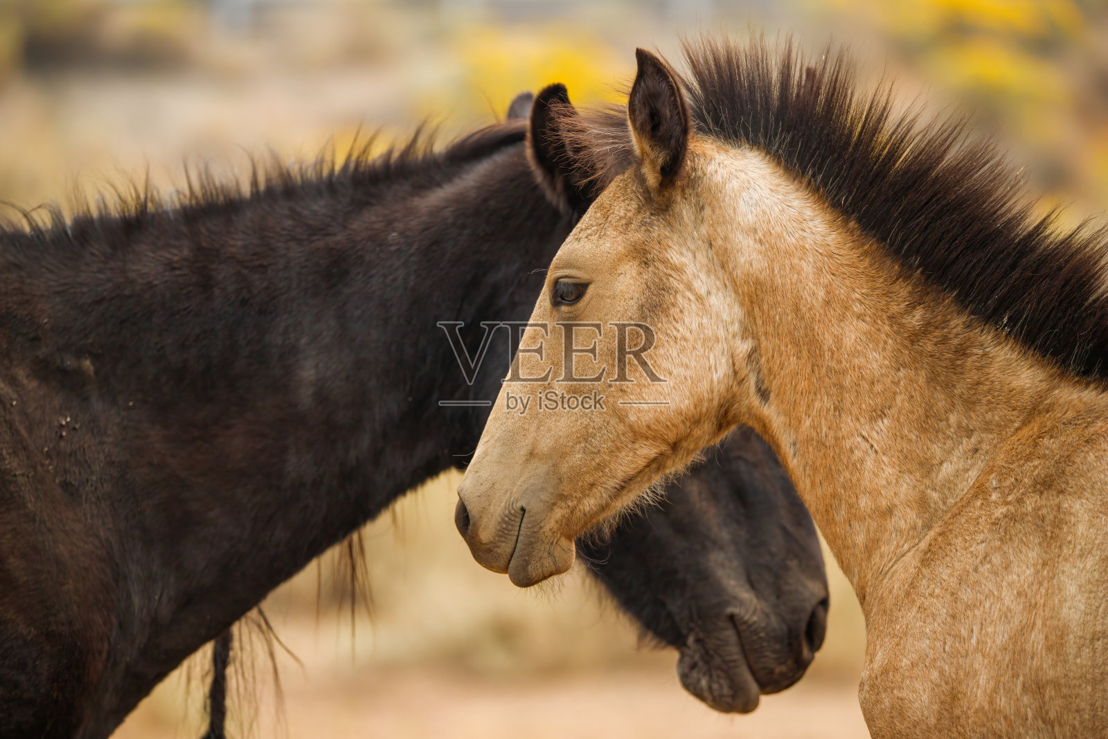 沙漠中的野马照片摄影图片