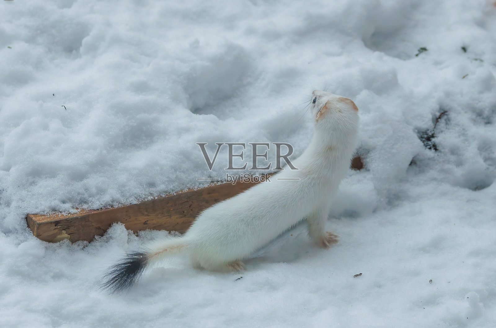 冬雪中的短尾黄鼠狼照片摄影图片