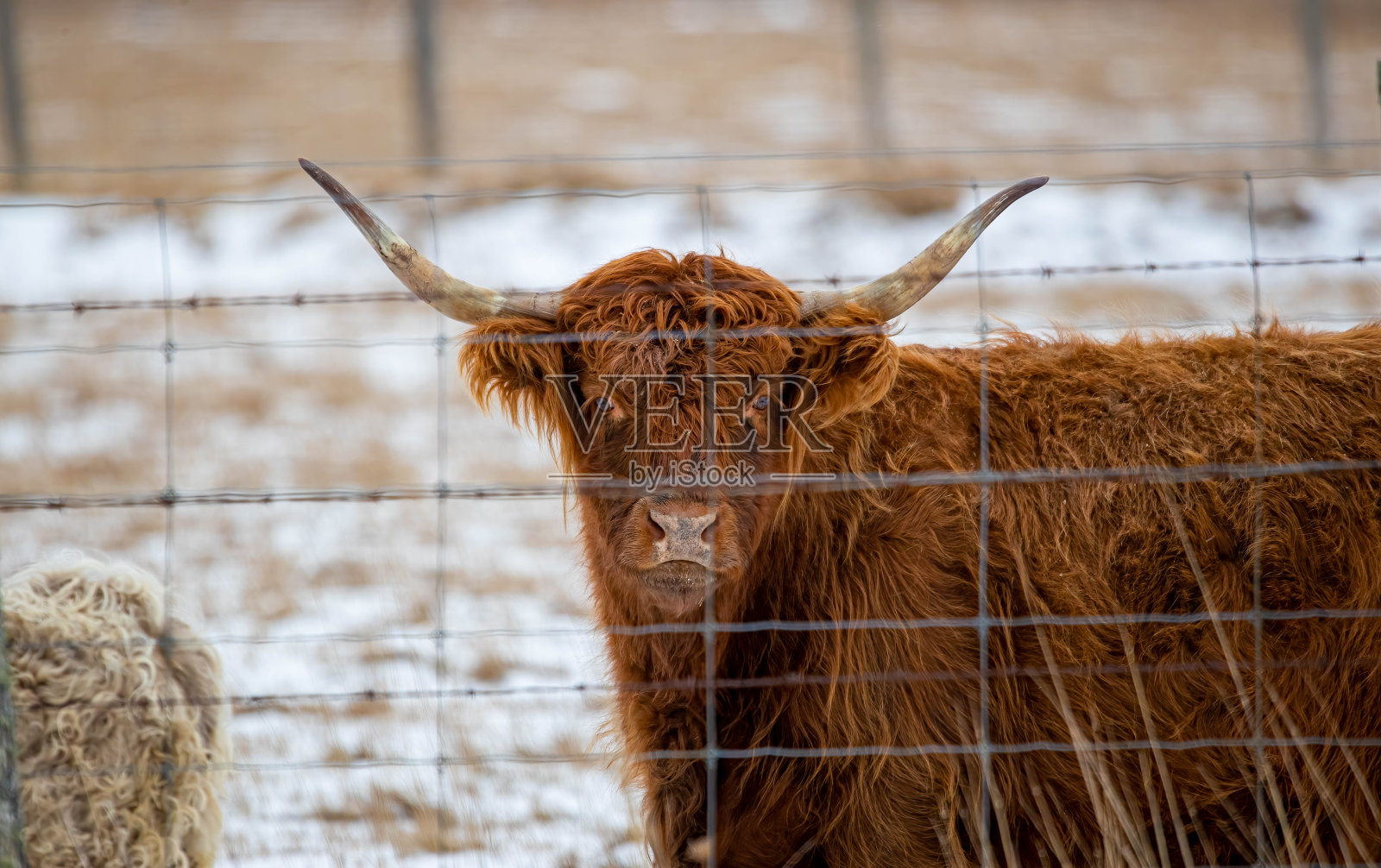冬季牧场上的长角牛照片摄影图片