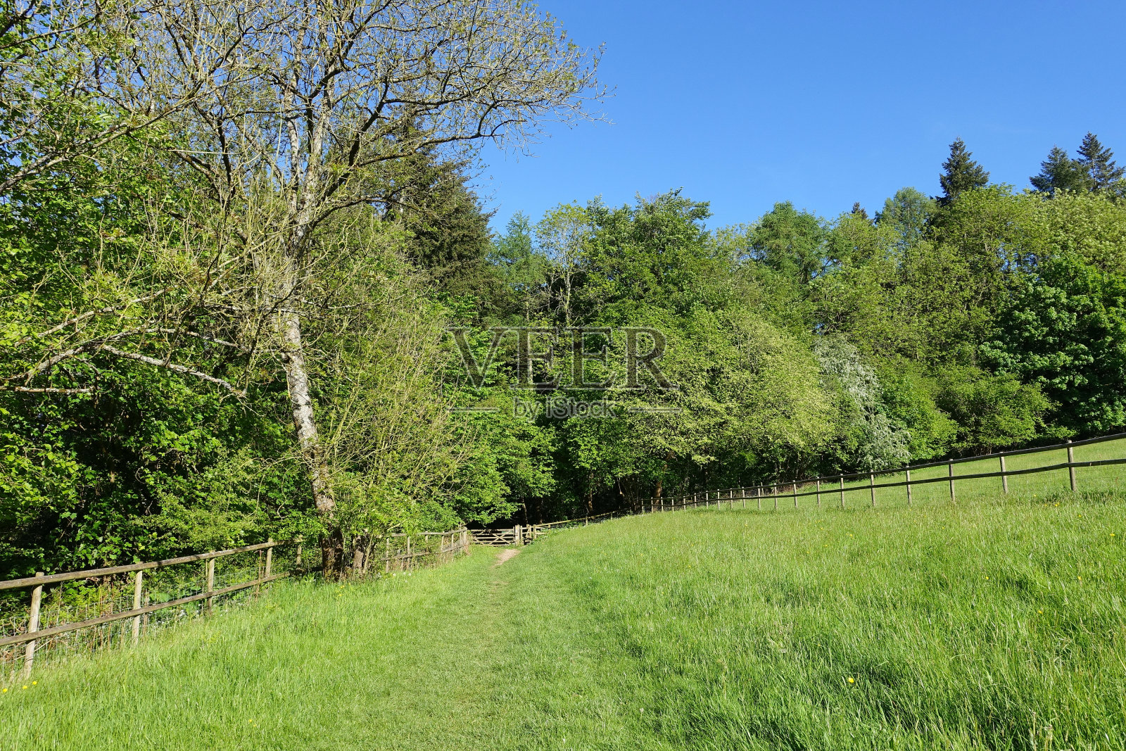 场和树木照片摄影图片