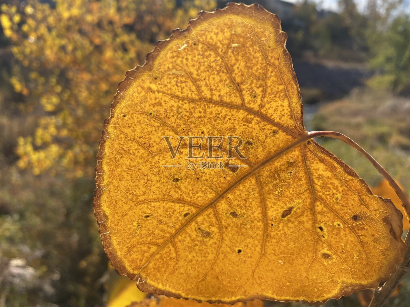 发光的金子照片摄影图片