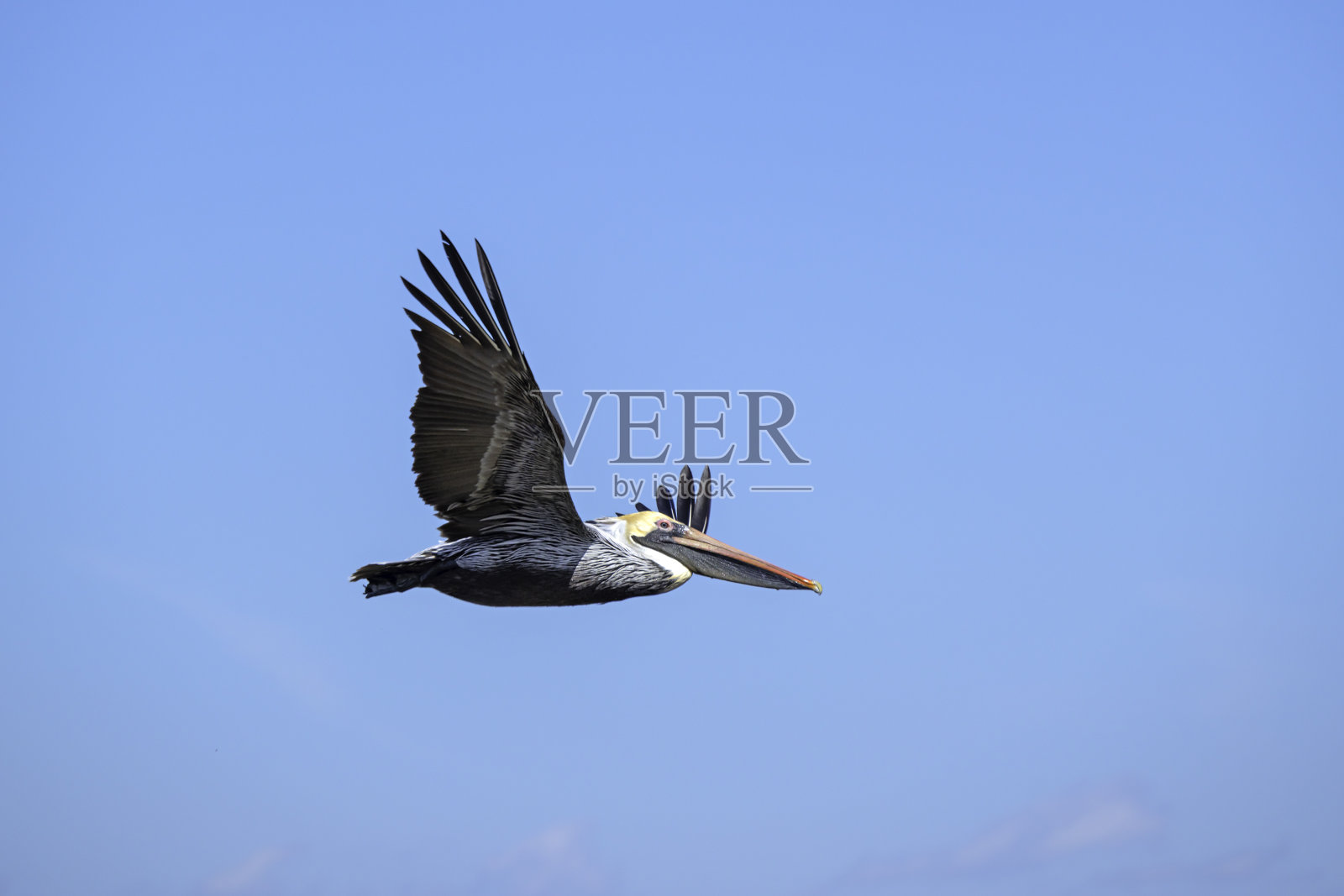 飞行中的褐鹈鹕照片摄影图片