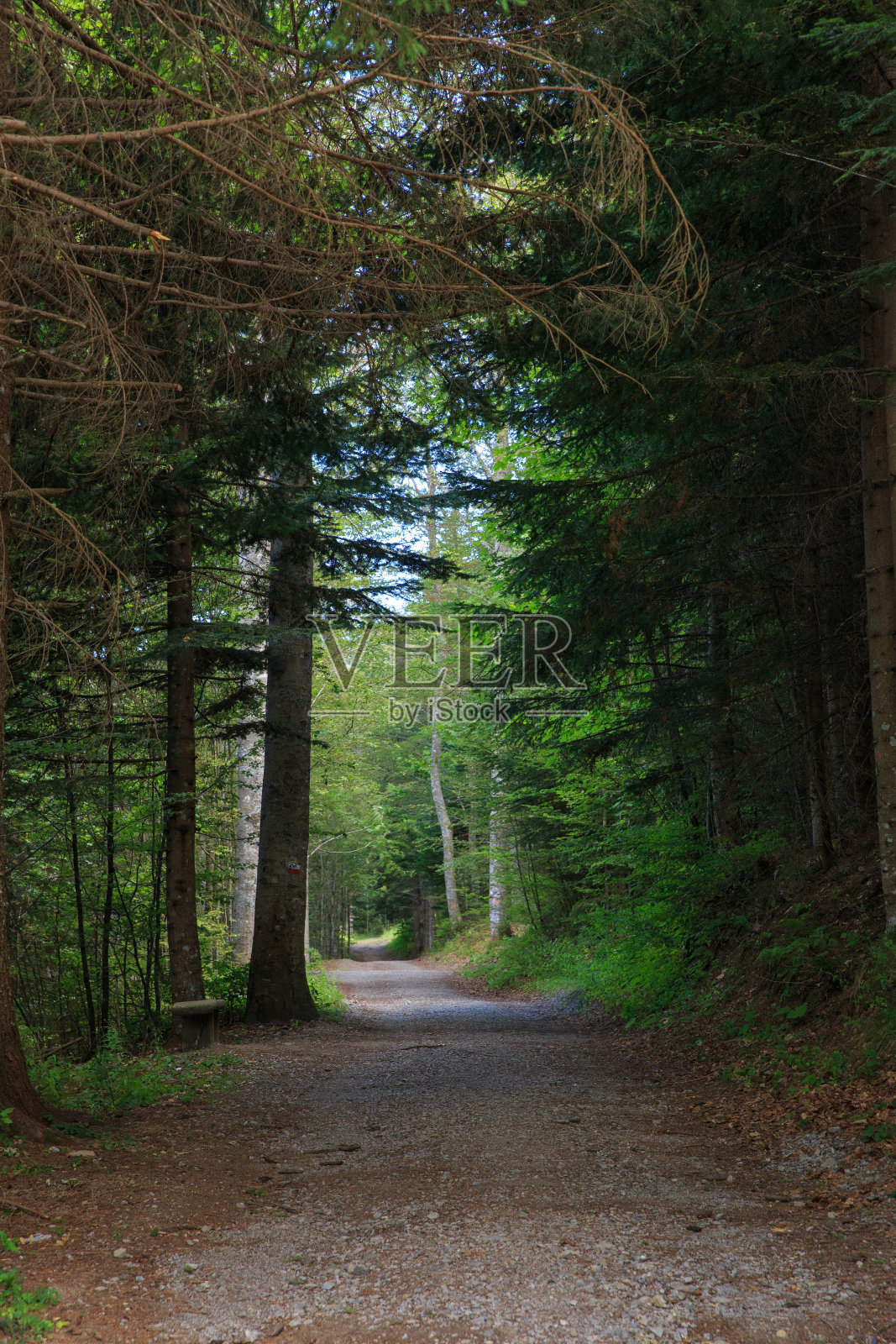 托斯卡纳阿贝通山的森林山口照片摄影图片