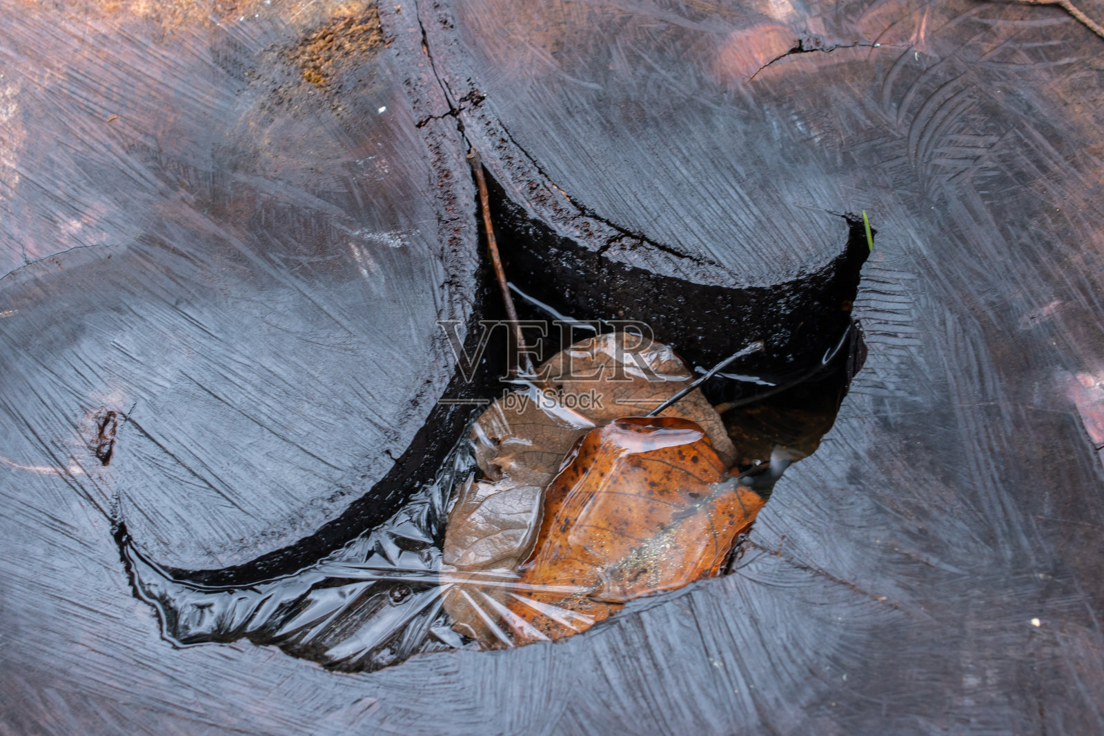 冬天雪松树桩的树叶和冰的细节照片摄影图片