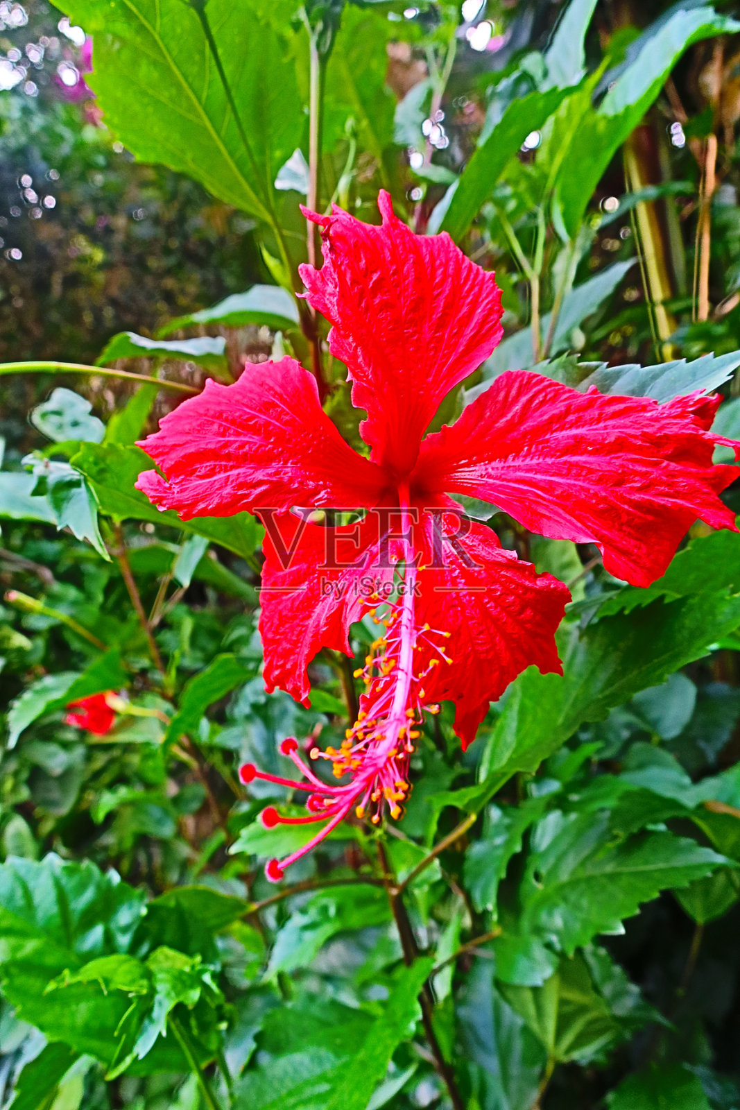来自塔希提岛的红色木槿照片摄影图片