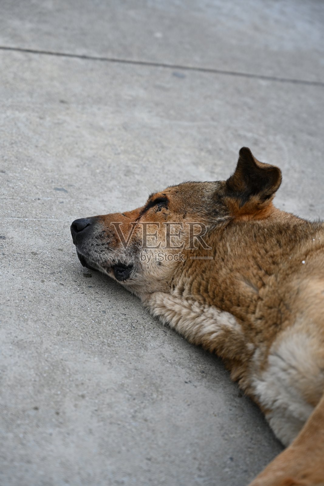 大街上的狗照片摄影图片