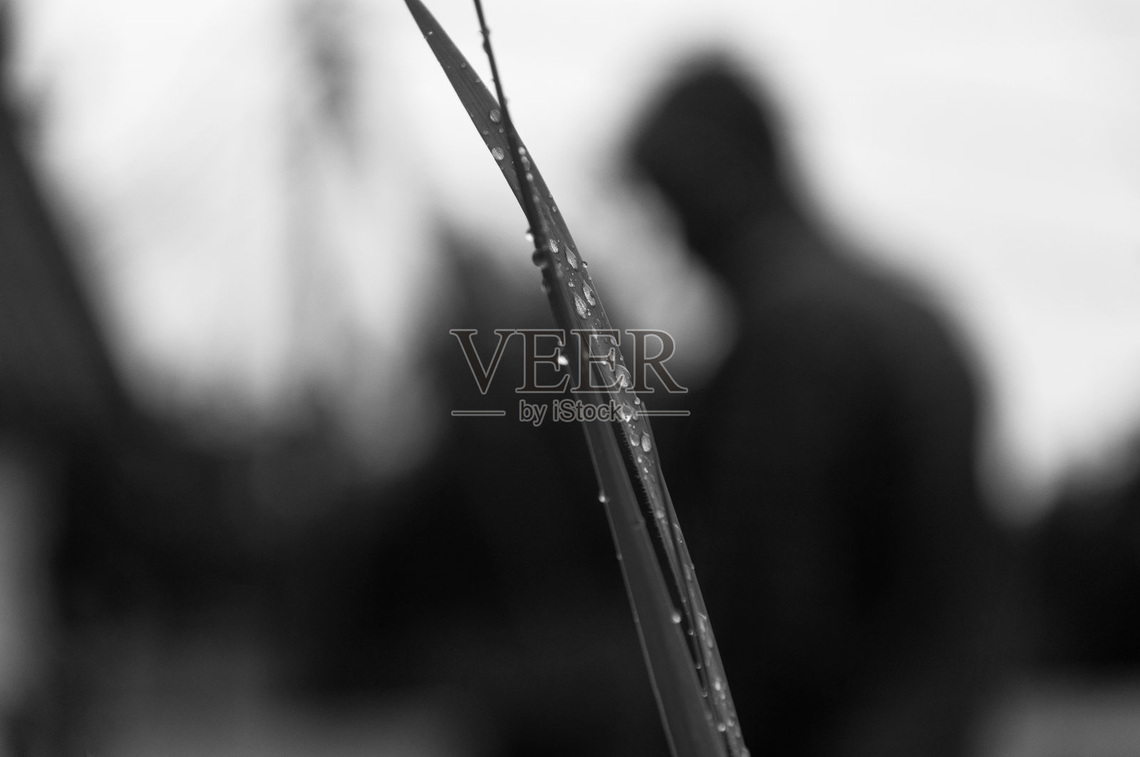 下雨天的湿草照片摄影图片