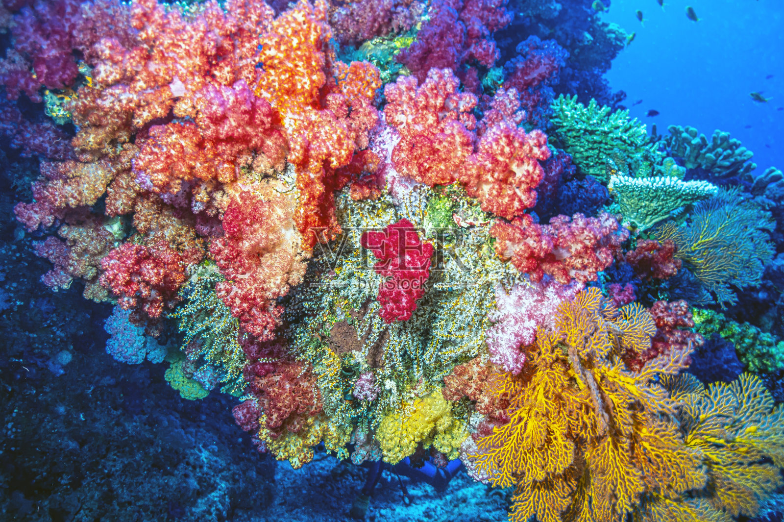 南太平洋珊瑚礁照片摄影图片